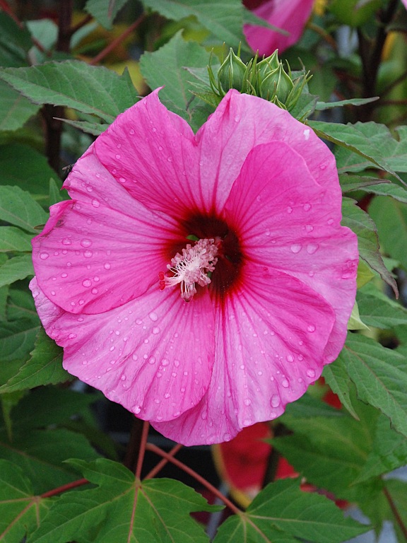 Ketmia SUMMERIFIC 'Candy Crush'  PBR