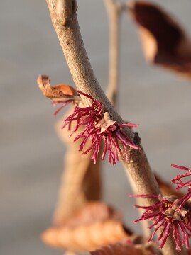 Oczar wiosenny 'Amethyst'