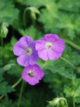 Bodziszek ROZANNE 'Gerwat'