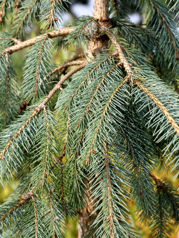 Świerk Engelmanna 'Bush's Lace'