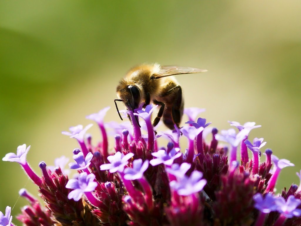 Pożytki pszczele