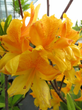 Azalia wielkokwiatowa 'Christopher Wren'