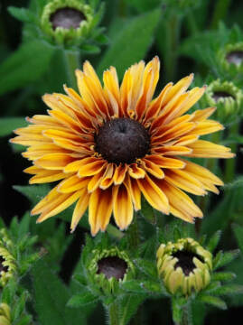 Rudbekia Flamenco® 'Apricot'