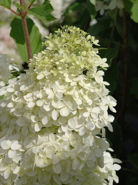 Hortensja bukietowa 'Phantom'