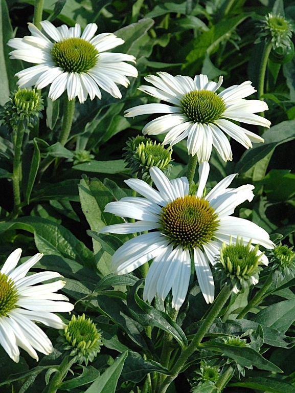 Jeżówka Pearl™ White