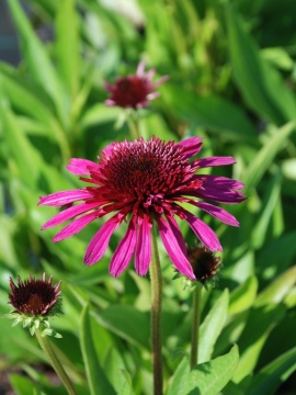 Jeżówka 'Blueberry Cheesecake'