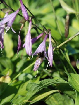 Funkia 'Lady Guinevere'