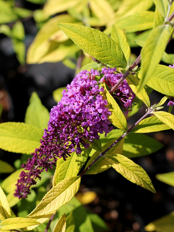 Budleja Dawida 'Buddma' MOONSHINE PBR