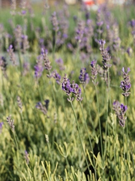 Lawenda wąskolistna 'Platinum Blonde' PBR