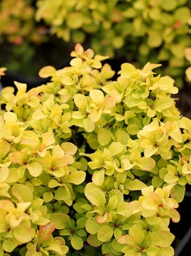 berberys-thunberga-goldalita.jpg