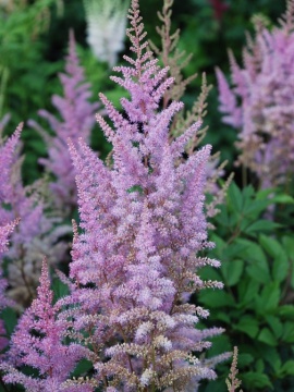 Tawułka 'Nemo'