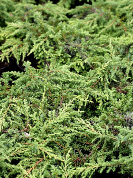 jalowiec_pospolity_green_carpet.jpg