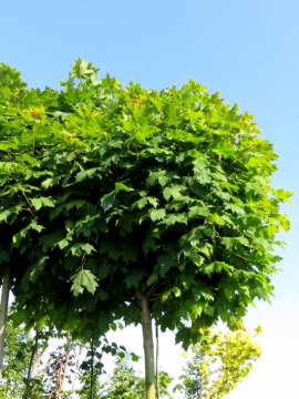 klon-zwyczajny-globosum.jpg