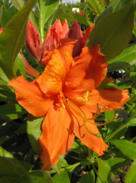 azalia-wielkokwiatowa-orangeade.jpg