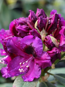 Różanecznik 'Purple Splendour'