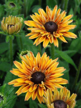 Rudbekia Flamenco® 'Apricot'