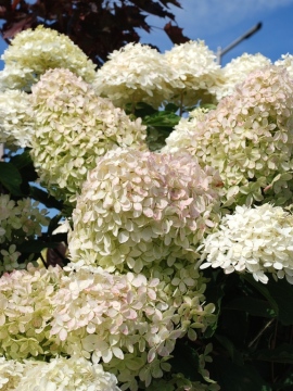 Hortensja bukietowa 'Phantom'