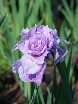 kosaciec-pink-parfait.JPG