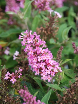  Budleja Dawida 'Butterfly Candy Little Pink'
