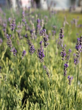 Lawenda wąskolistna 'Platinum Blonde' PBR