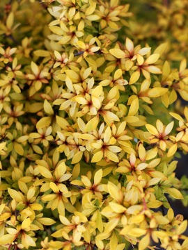 berberys-thunberga-golden-dream.jpg