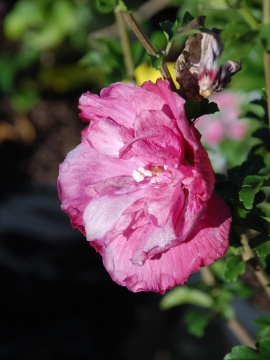 Ketmia syryjska 'Magenta Chiffon' PBR