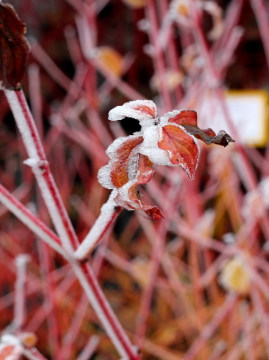 Pędy derenia świdwa 'Midwinter Fire' zimą