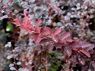 Berberys ottawski 'Superba'