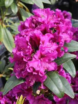 Różanecznik 'Purple Splendour'