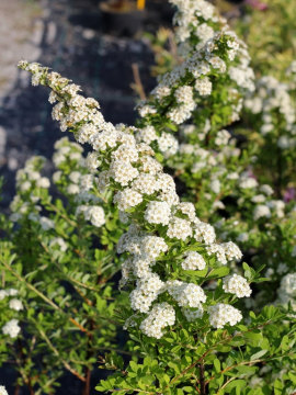 Tawuła nippońska 'Snowmound'