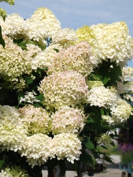Hortensja bukietowa 'Phantom'