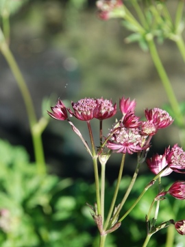 Jarzmianka większa 'Astra Red'
