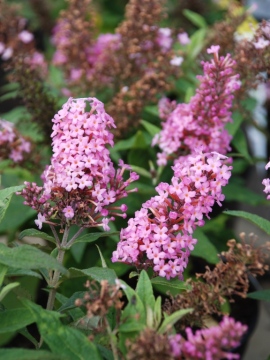  Budleja Dawida 'Butterfly Candy Little Pink'