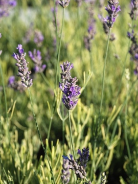 Lawenda wąskolistna 'Platinum Blonde' PBR