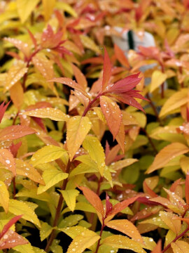 Młode przyrosty tawuły japońskiej 'Goldflame'