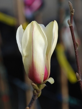 magnolia-sunrise.JPG