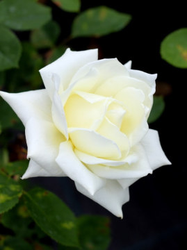 roza-wielkokwiatowa-polar-star3.jpg