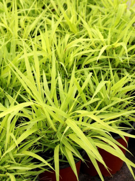 Hakonechloa smukła 'All Gold'