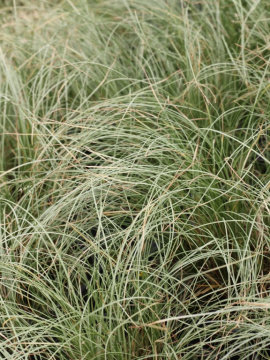 Turzyca włosista 'Frosted Curls'