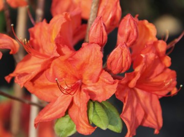 Azalia wielkokwiatowa 'Feuerwerk'