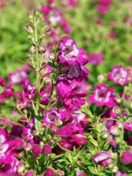 Penstemon 'Harlequin Magenta'