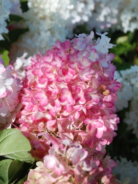 hortensja-bukietowa-pinkachu16.JPG