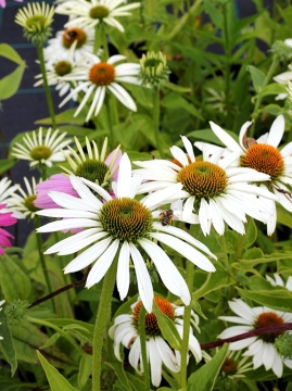 Jeżówka 'White Swan'