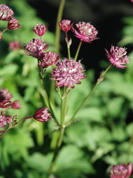 Jarzmianka większa 'Astra Red'