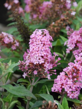  Budleja Dawida 'Butterfly Candy Little Pink'
