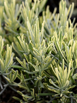 Lawenda wąskolistna 'Platinum Blonde' PBR