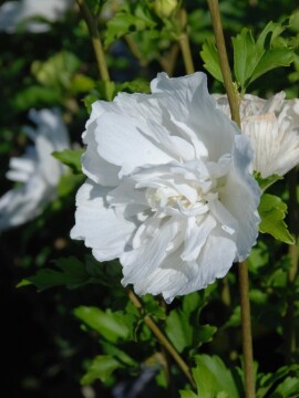 Ketmia syryjska 'White Chiffon' PBR