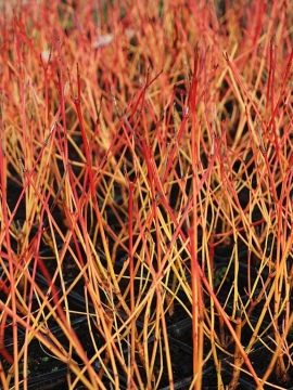 Dereń świdwa 'Annie's Winter Orange' - pędy zimą