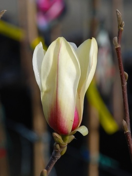 Magnolia 'Sunrise'