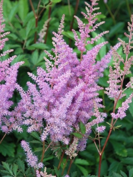 Tawułka 'Nemo'